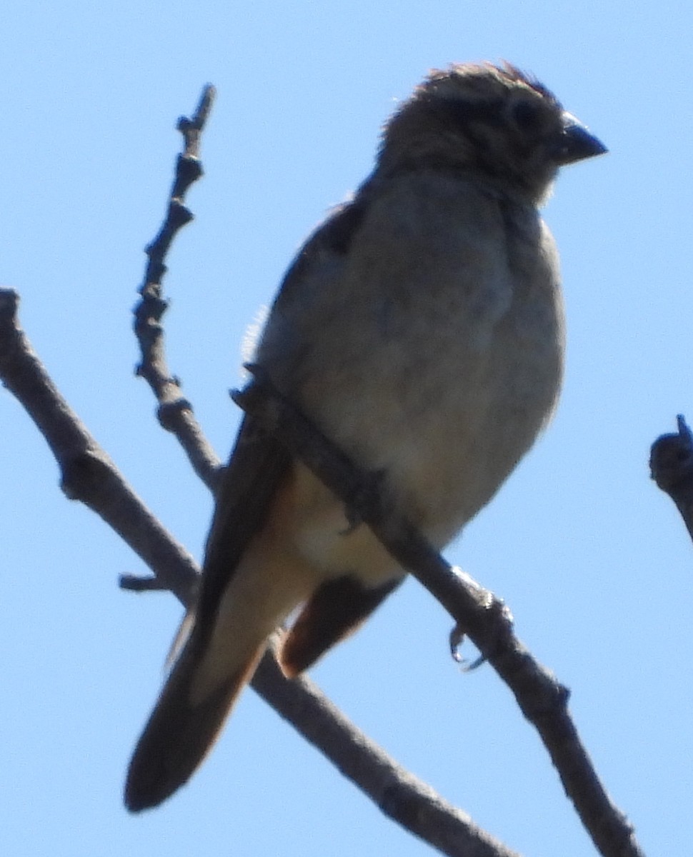 Yellow-throated Bush Sparrow - ML636472166