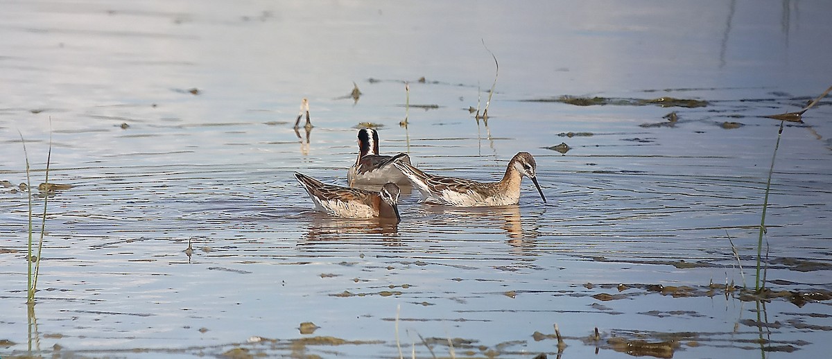 Wilson's Phalarope - ML636472258