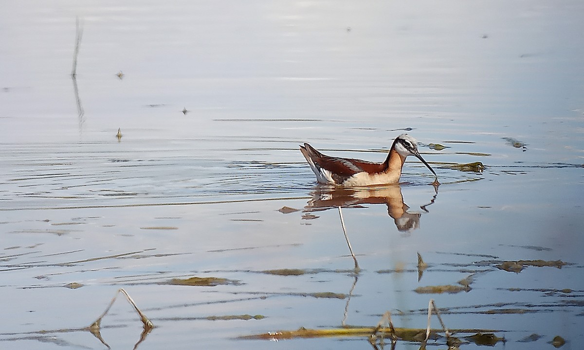 Wilson's Phalarope - ML636472259