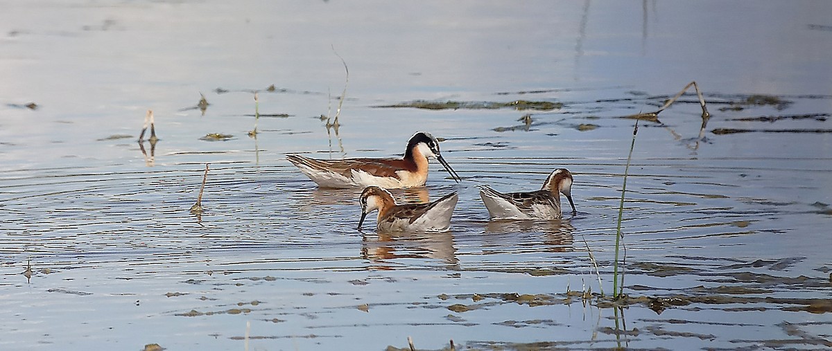 Wilson's Phalarope - ML636472261