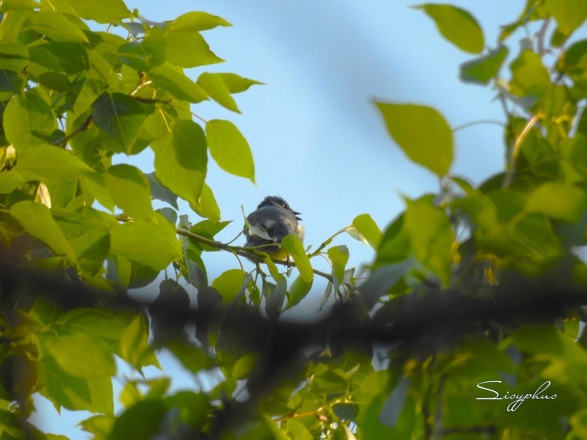 Zappey's Flycatcher - ML636472376