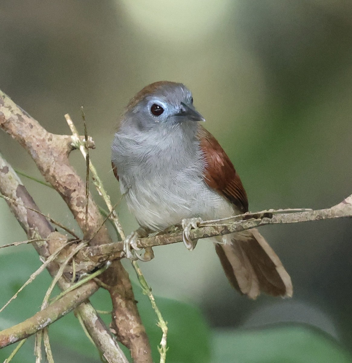 Chestnut-winged Babbler - ML636472503