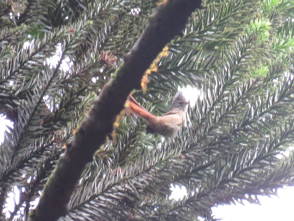 Araucaria Tit-Spinetail - ML636472572