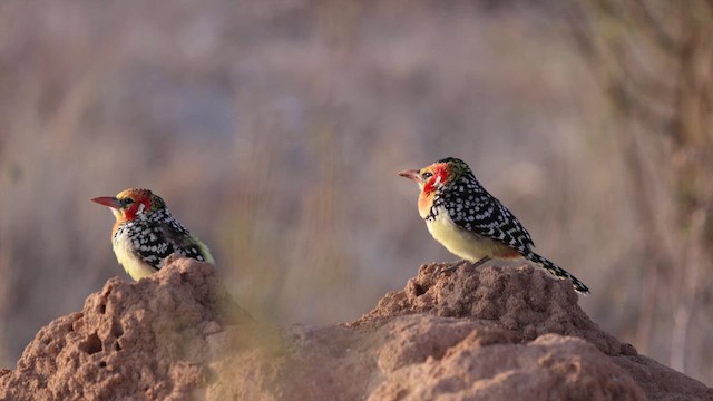 Red-and-yellow Barbet - ML636472636