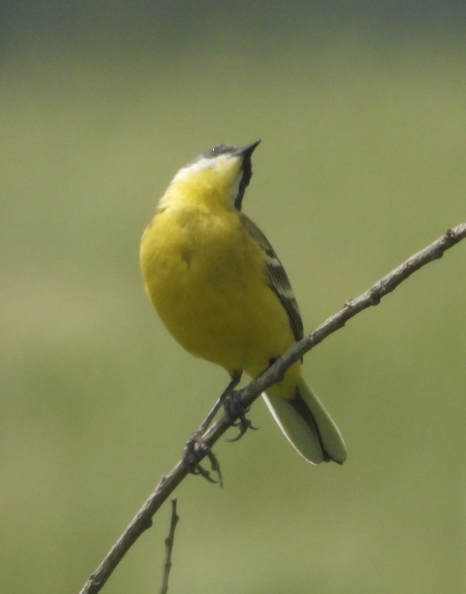 Western Yellow Wagtail (thunbergi) - ML636472656