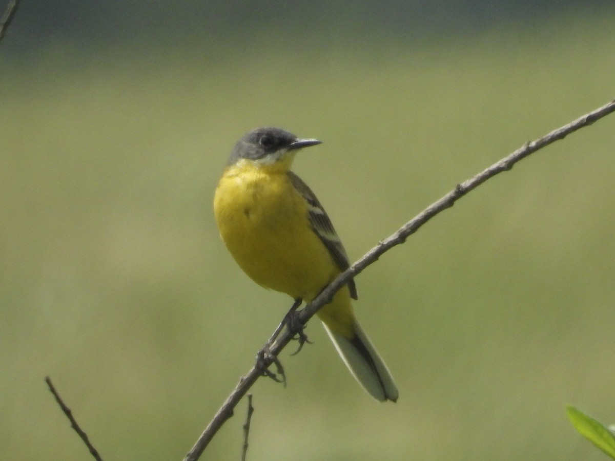 Western Yellow Wagtail (thunbergi) - ML636472657
