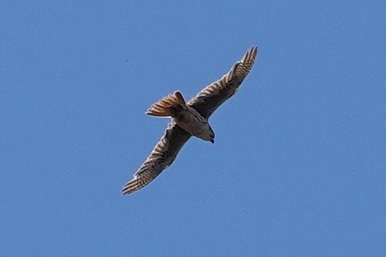 raroh prériový - ML636472684
