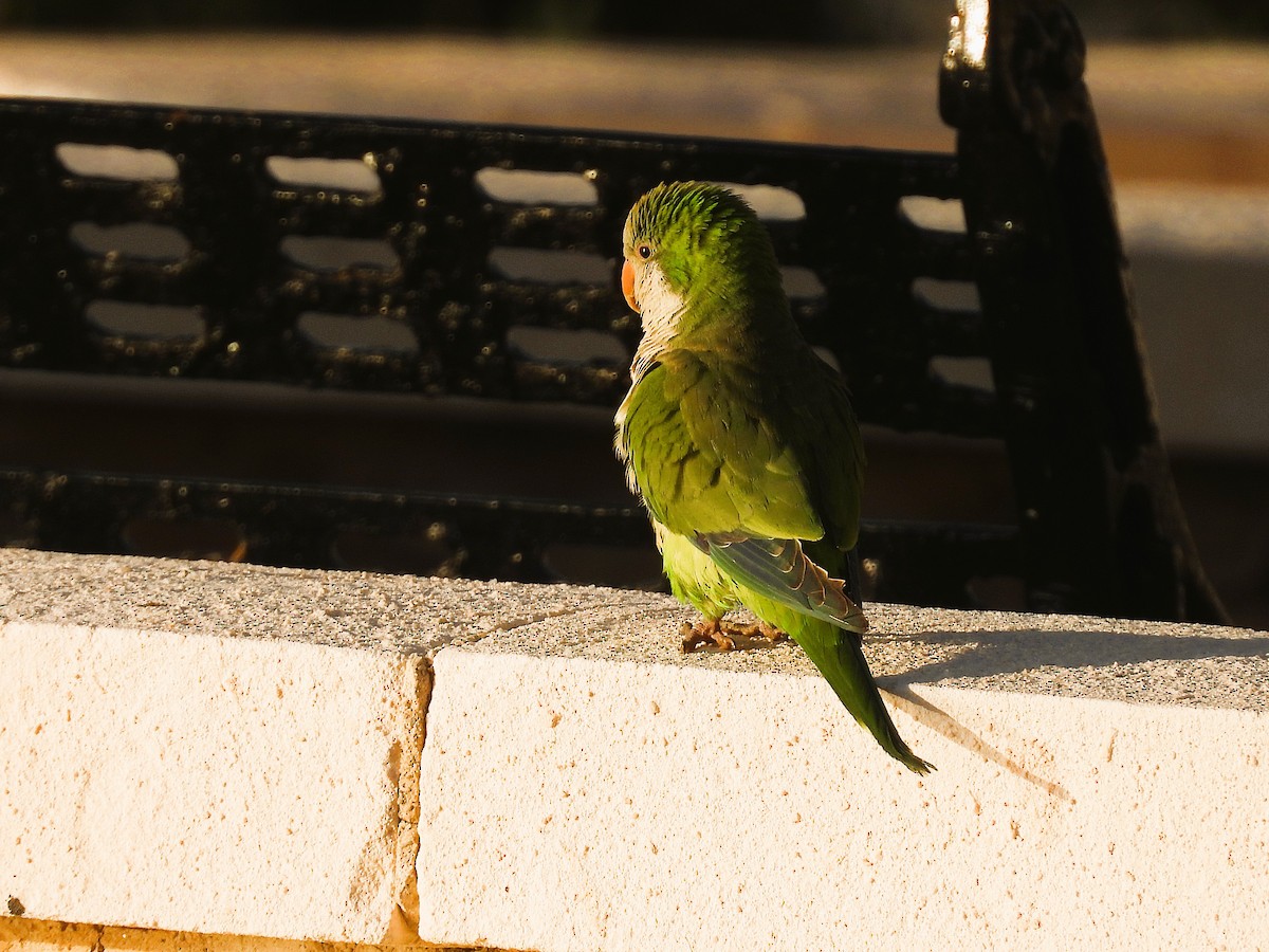 Monk Parakeet - ML636472690