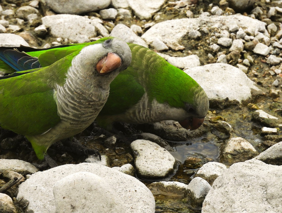Monk Parakeet - ML636472691