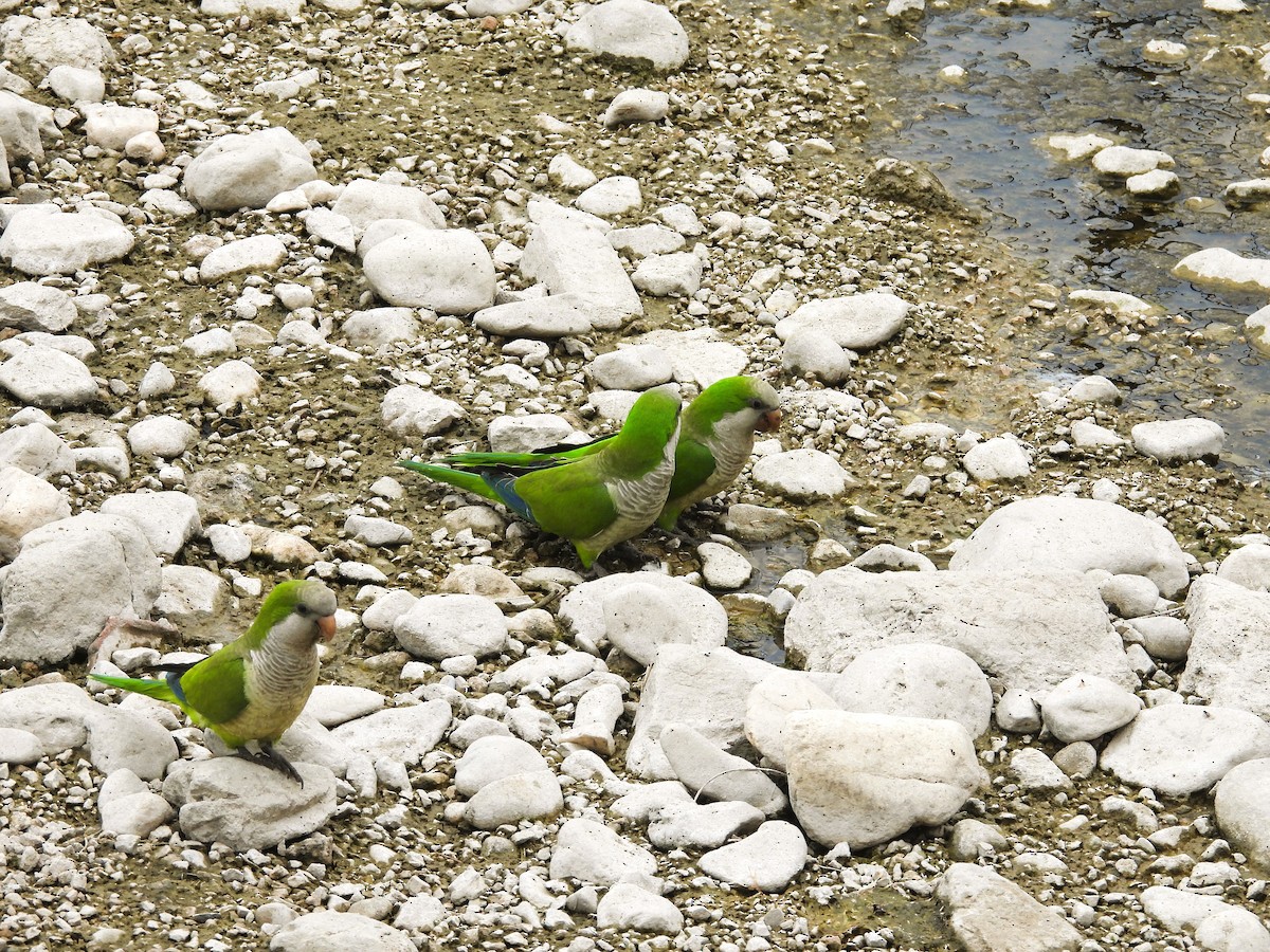 Monk Parakeet - ML636472692
