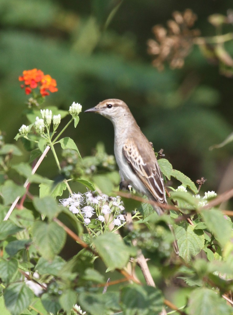 White-shouldered Triller - ML63647271