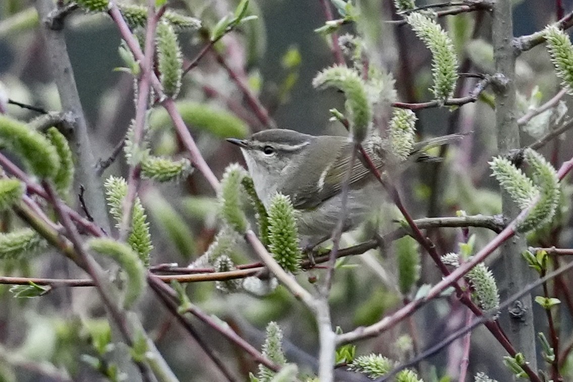 østsanger - ML636472726