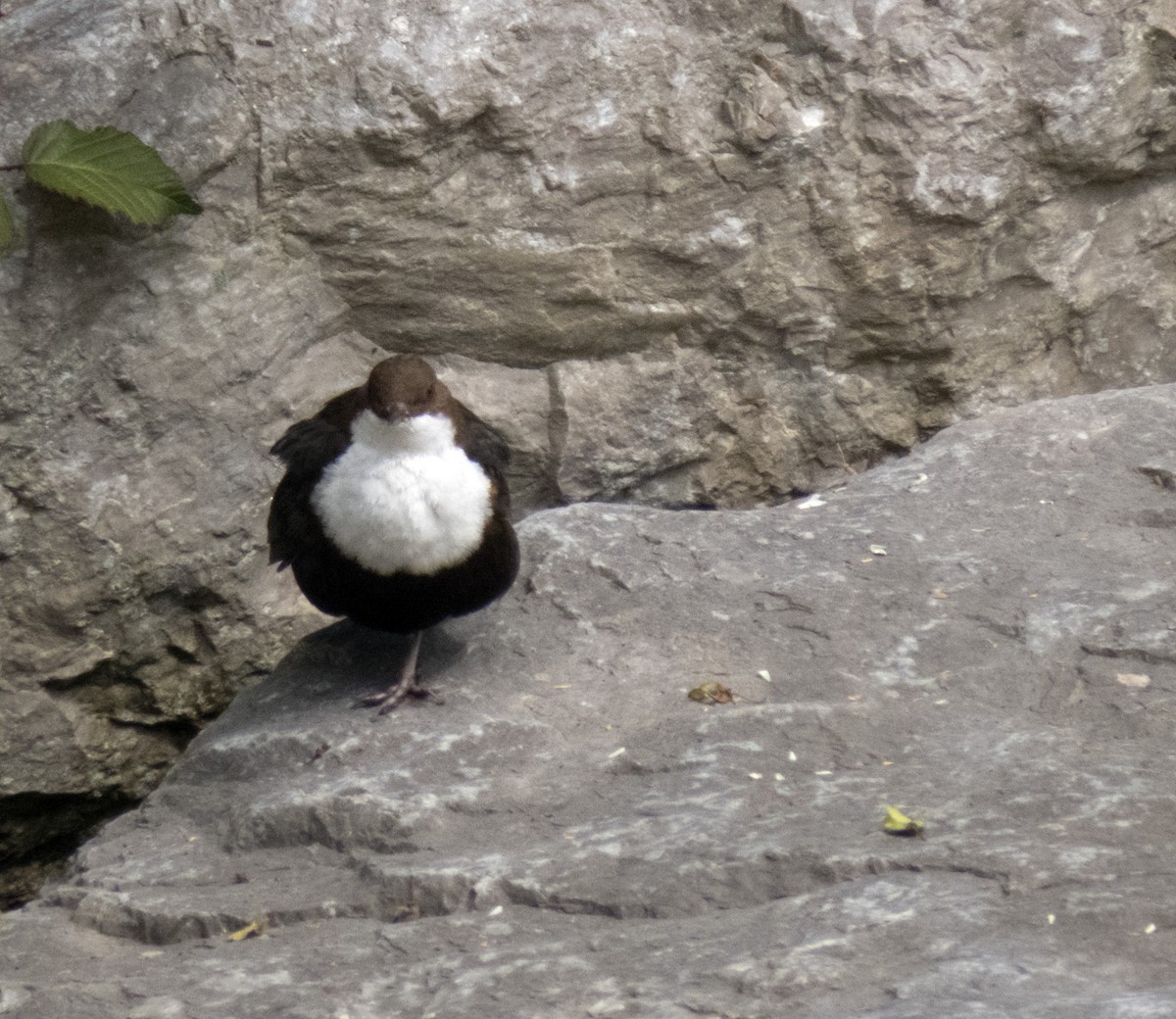 White-throated Dipper - ML636472775