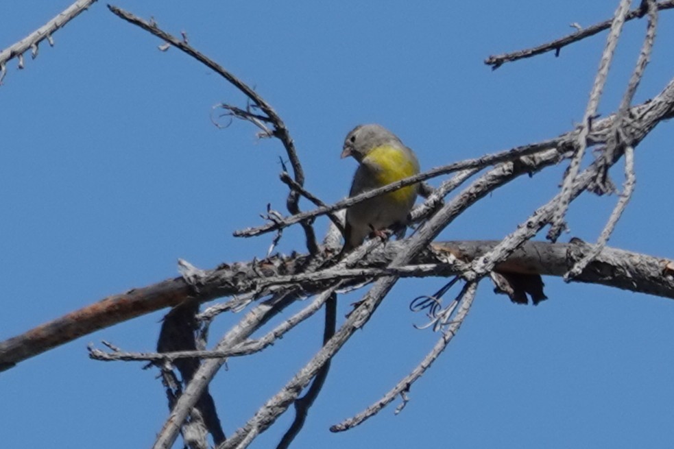 Lawrence's Goldfinch - ML636472781
