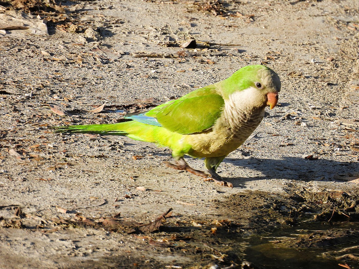Monk Parakeet - ML636472987