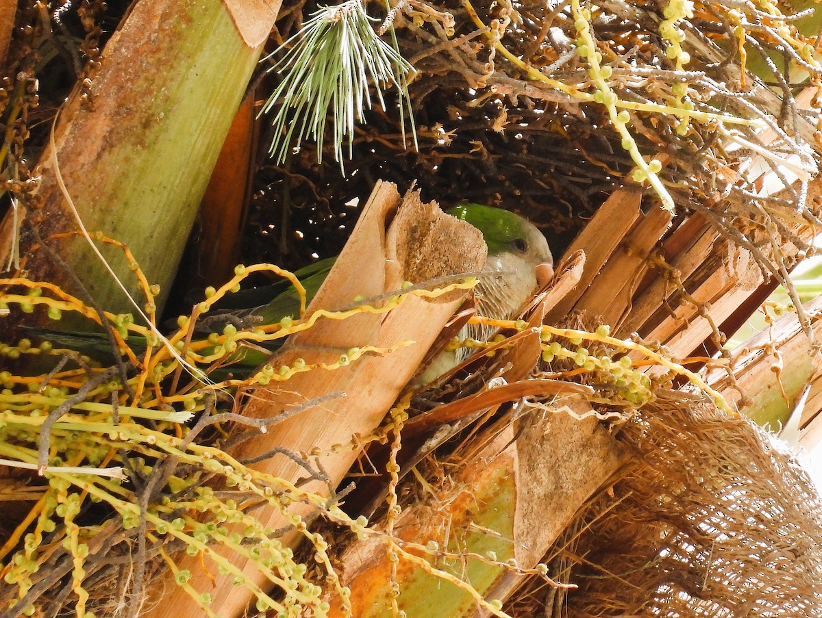 Monk Parakeet - ML636472988