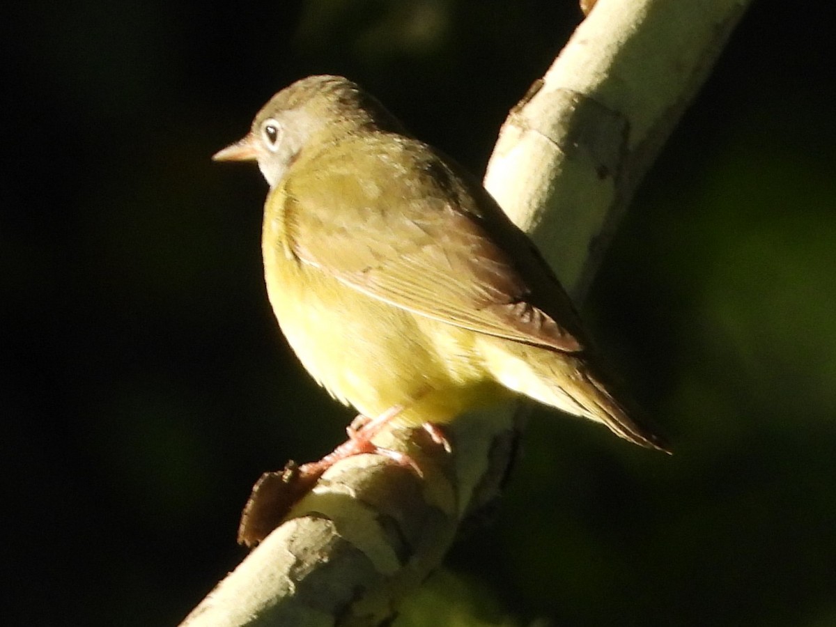 Connecticut Warbler - ML636473005