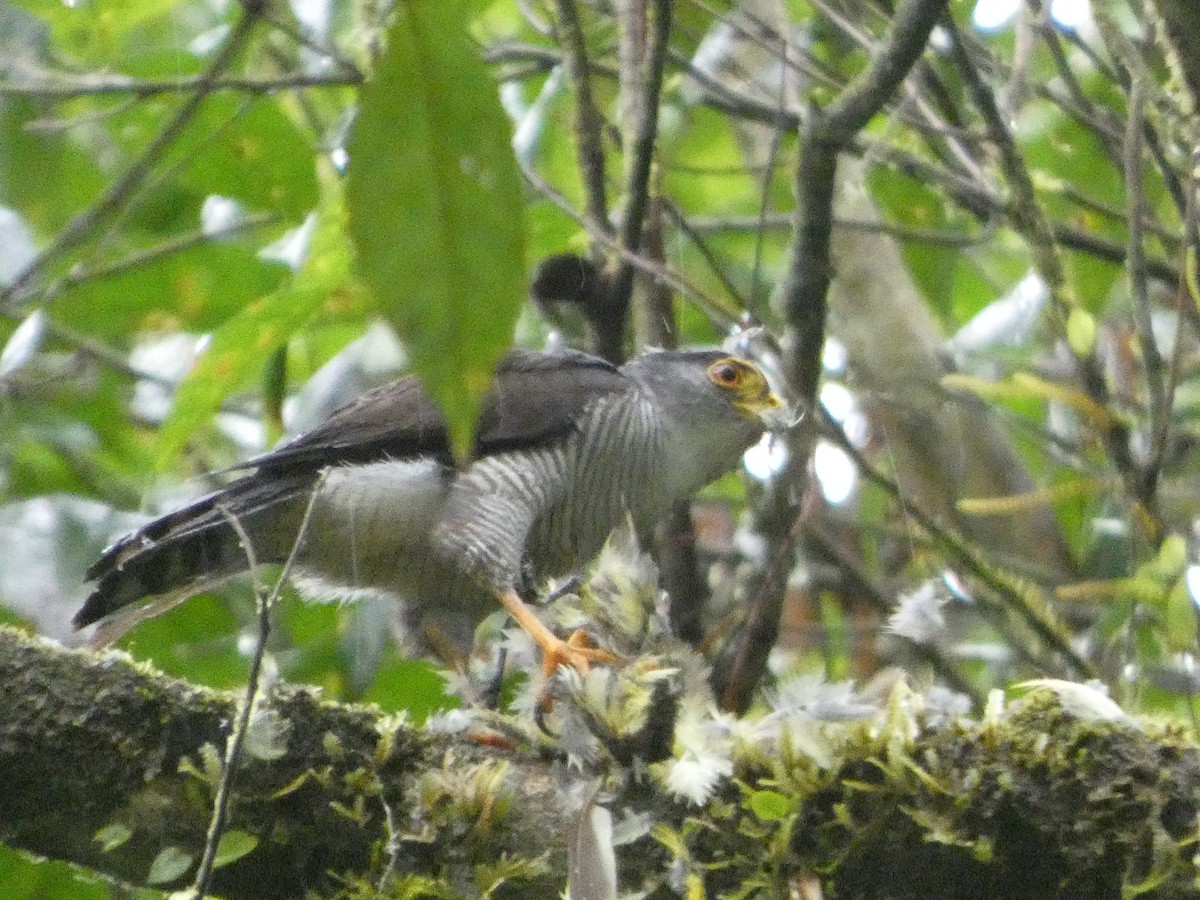 Tiny Hawk - ML636473068