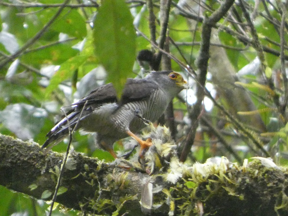 Tiny Hawk - ML636473069
