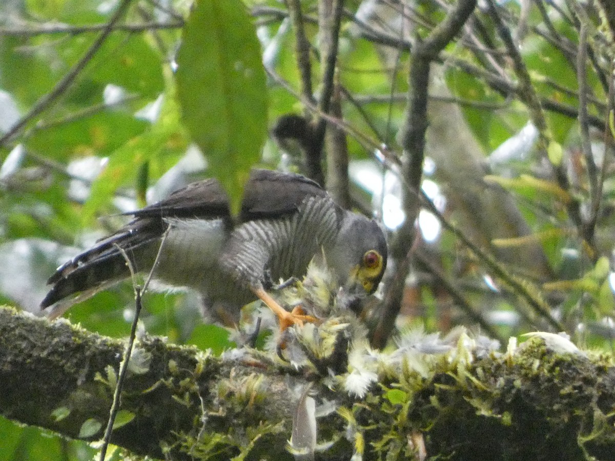 Tiny Hawk - ML636473070
