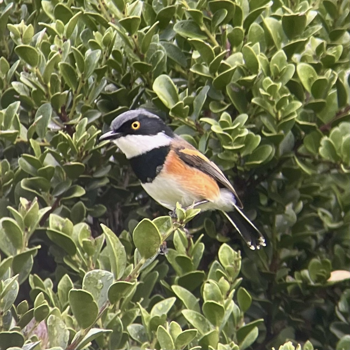 Cape Batis (Cape) - ML636473147