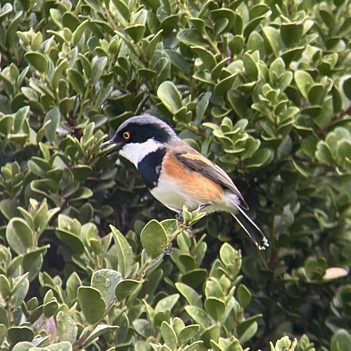 Cape Batis (Cape) - ML636473148