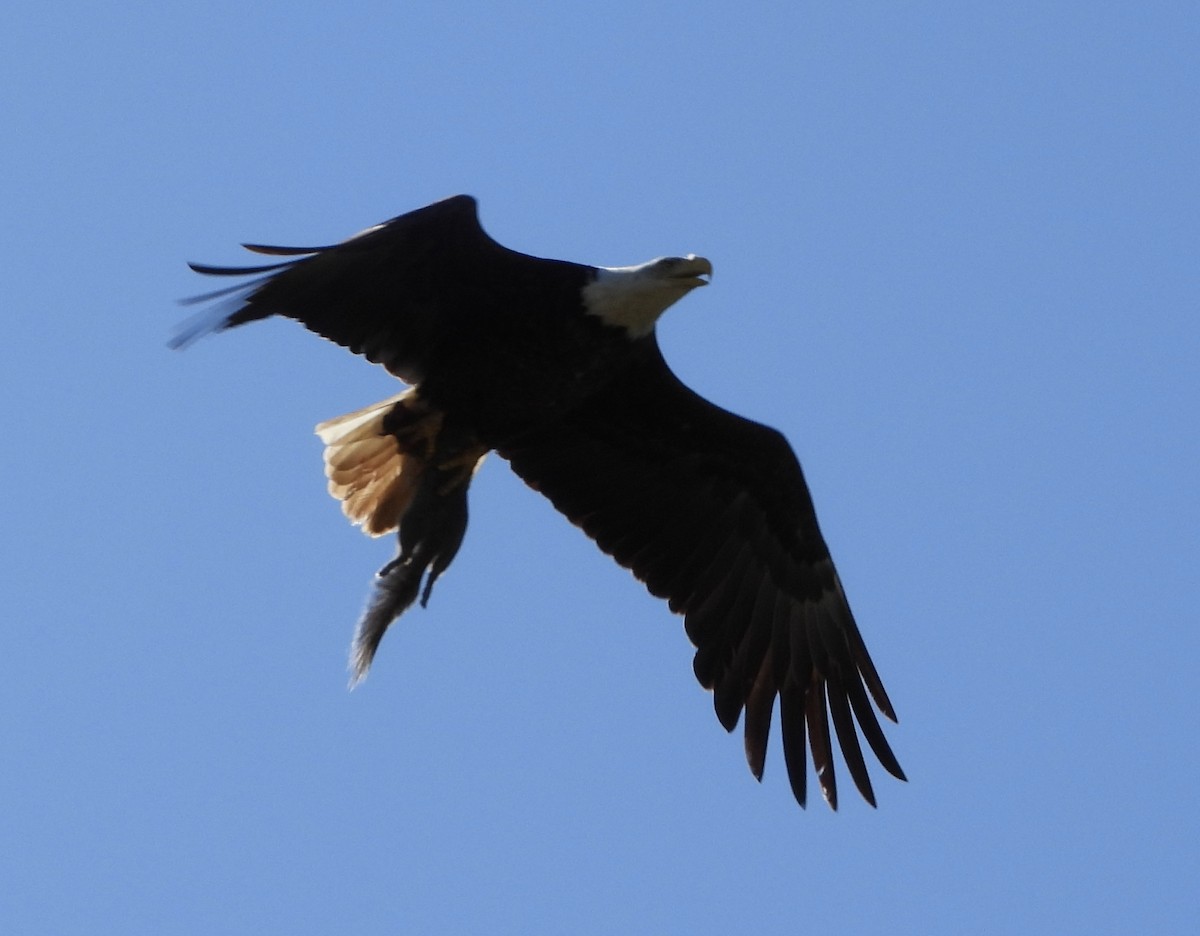 Bald Eagle - ML636473252
