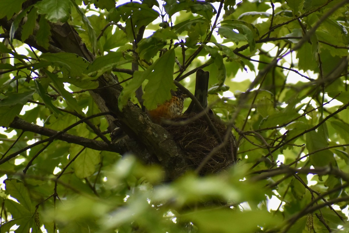 American Robin - ML636473261