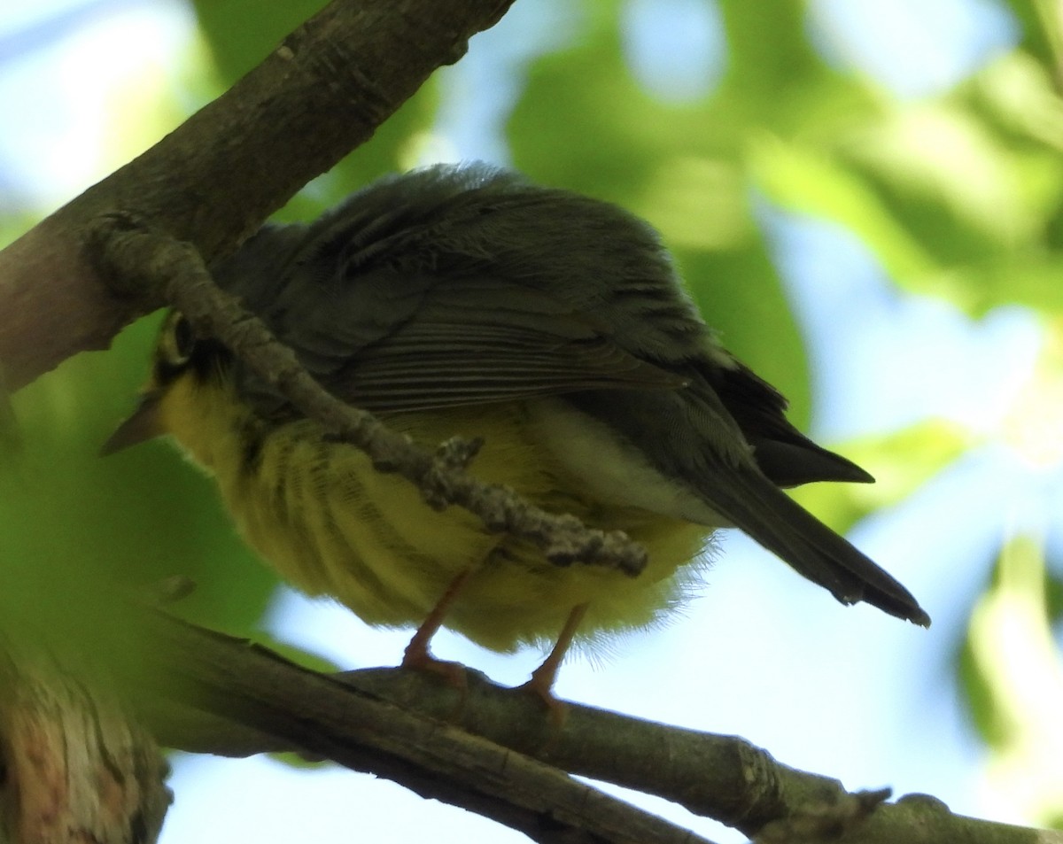 Canada Warbler - ML636473269