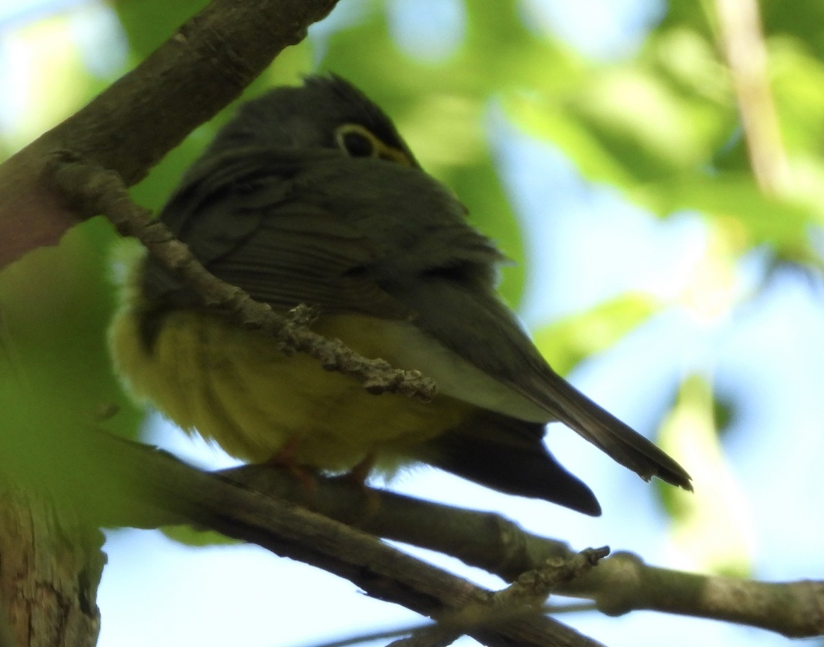 Canada Warbler - ML636473271