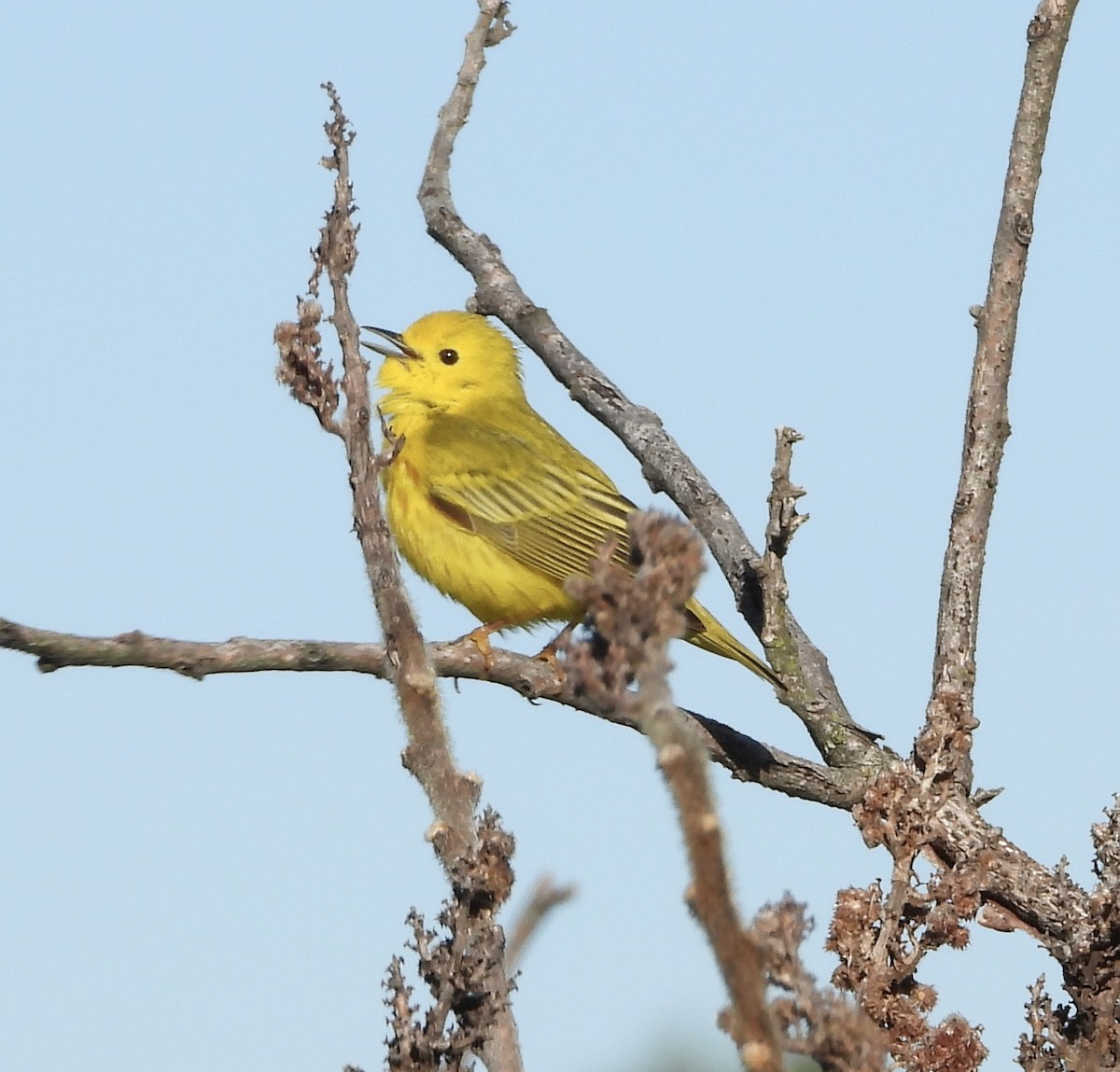 Yellow Warbler (Northern) - ML636473275
