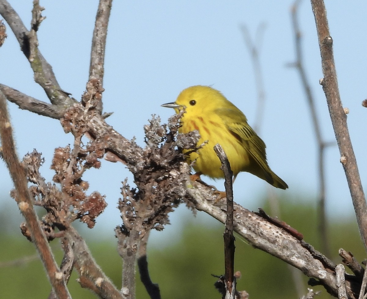 Yellow Warbler (Northern) - ML636473276