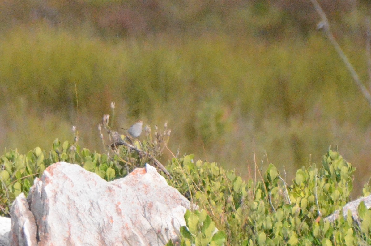 Piping Cisticola - ML636473366