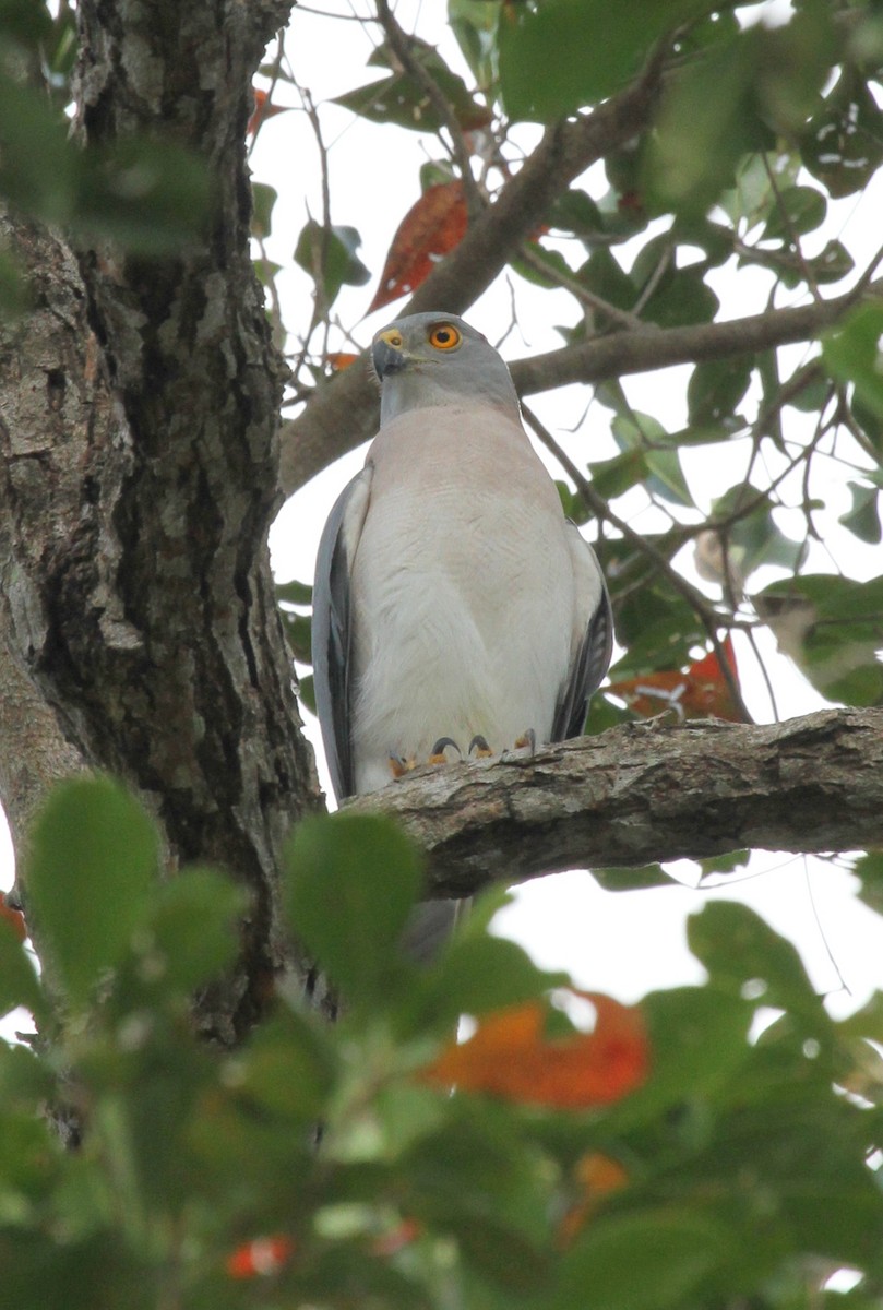 Variable Goshawk - ML63647341