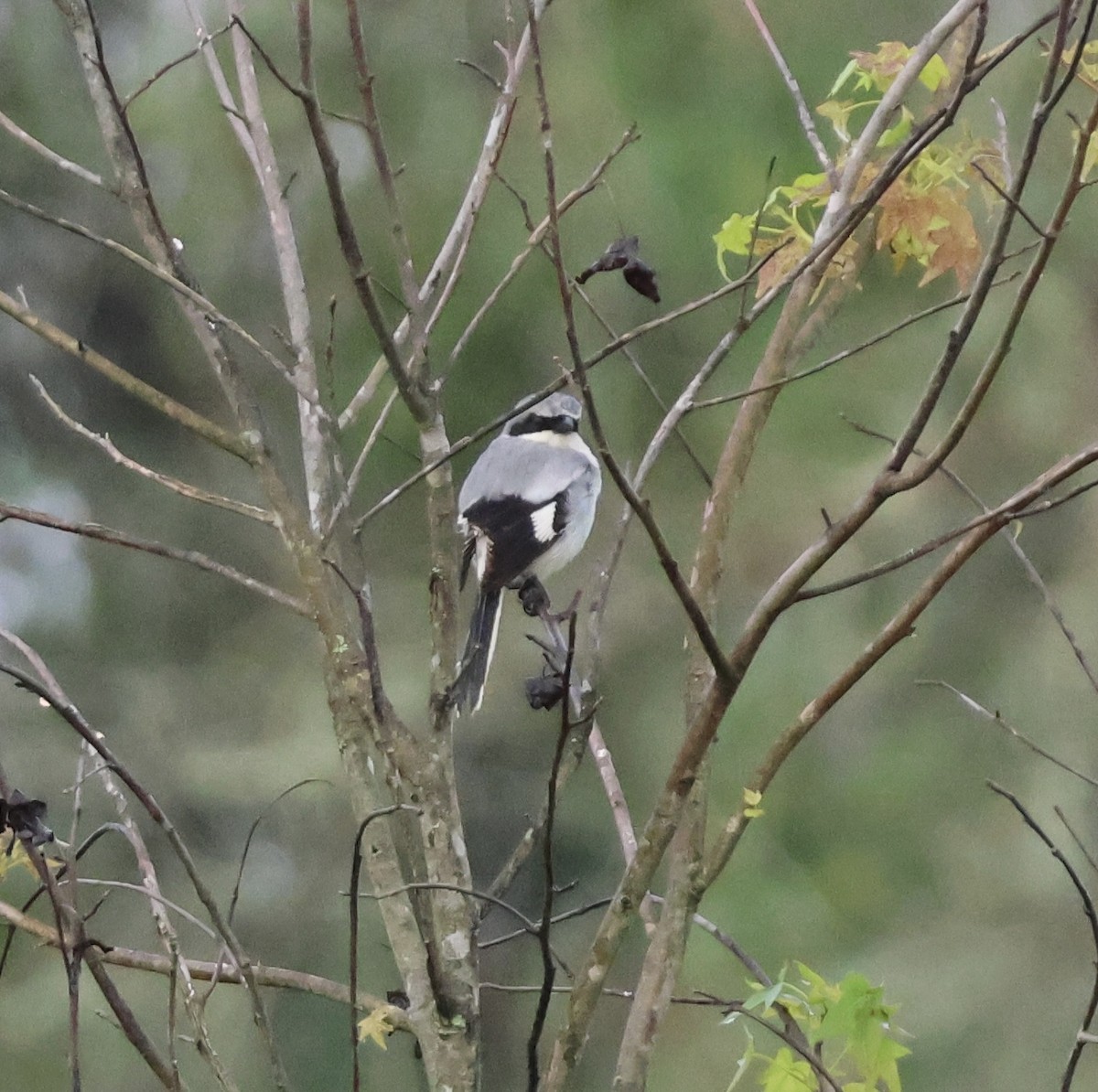 ťuhýk americký - ML636473447