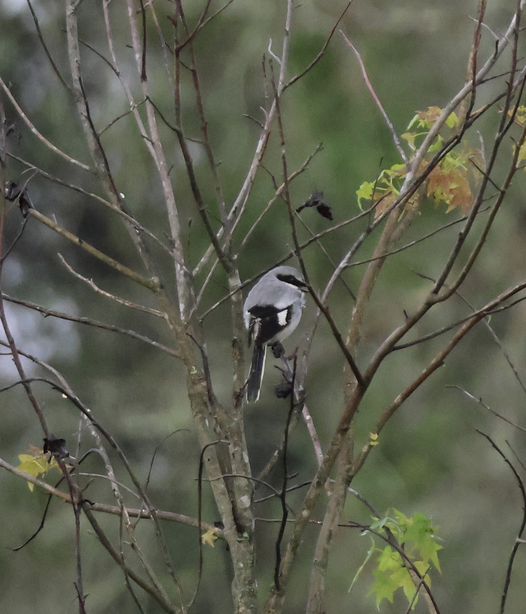 ťuhýk americký - ML636473448