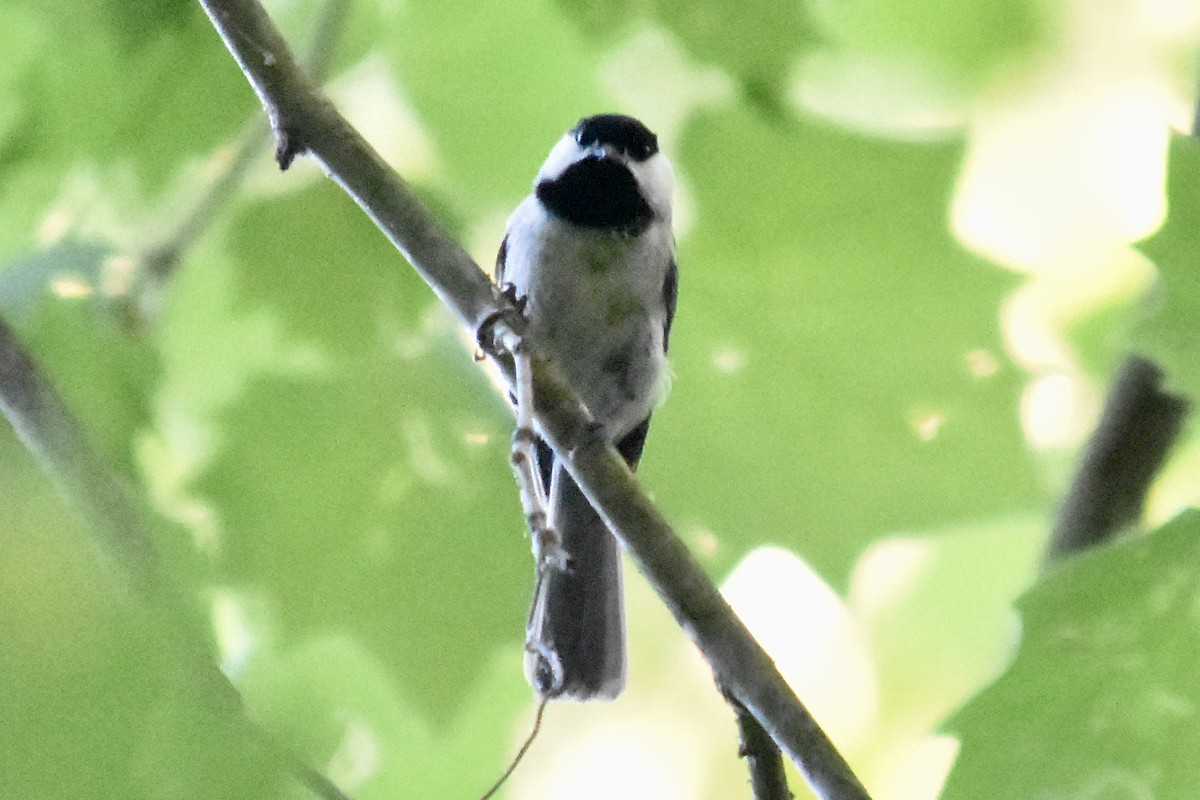 Mésange de Caroline - ML636473477