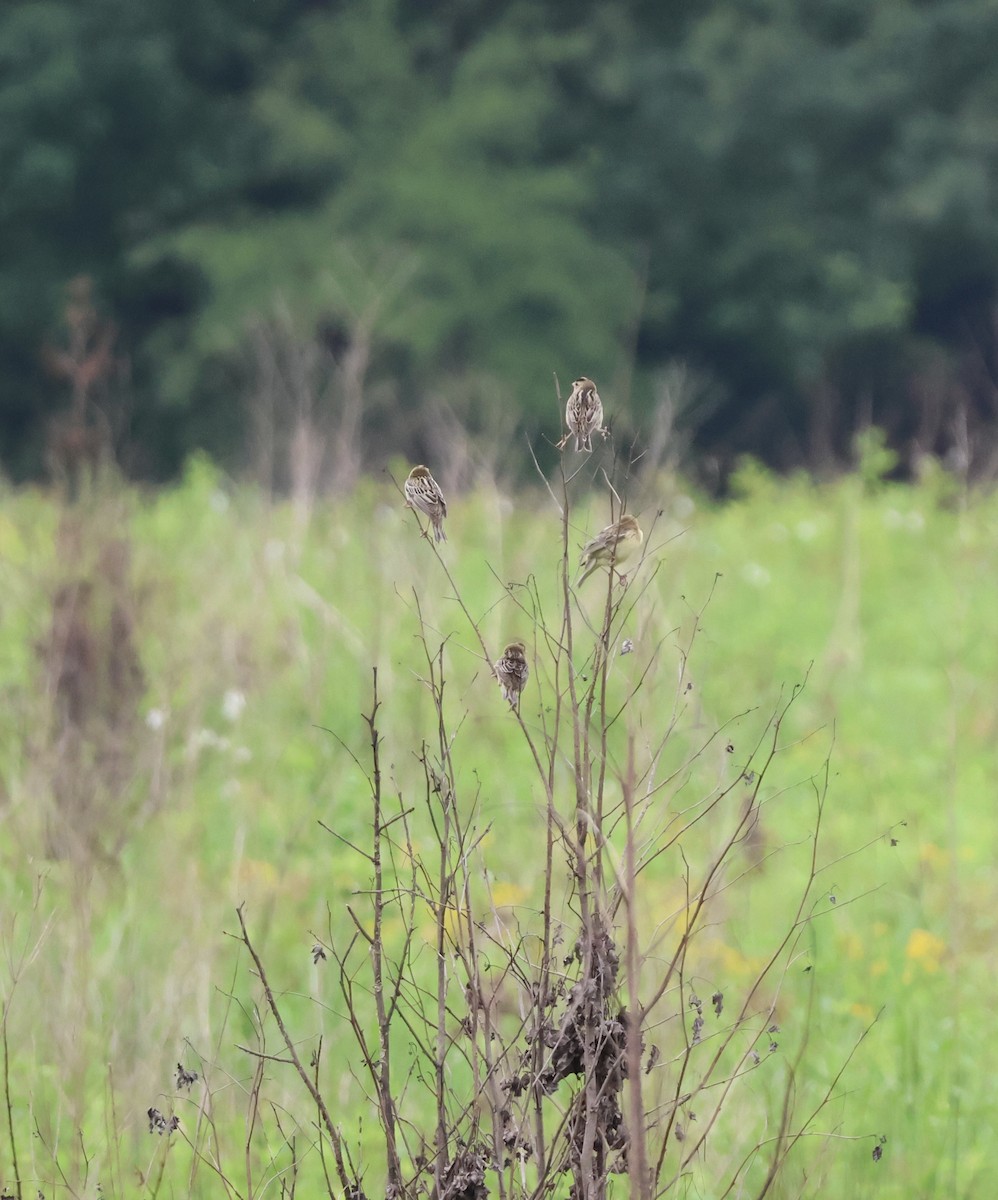 bobolink americký - ML636473478