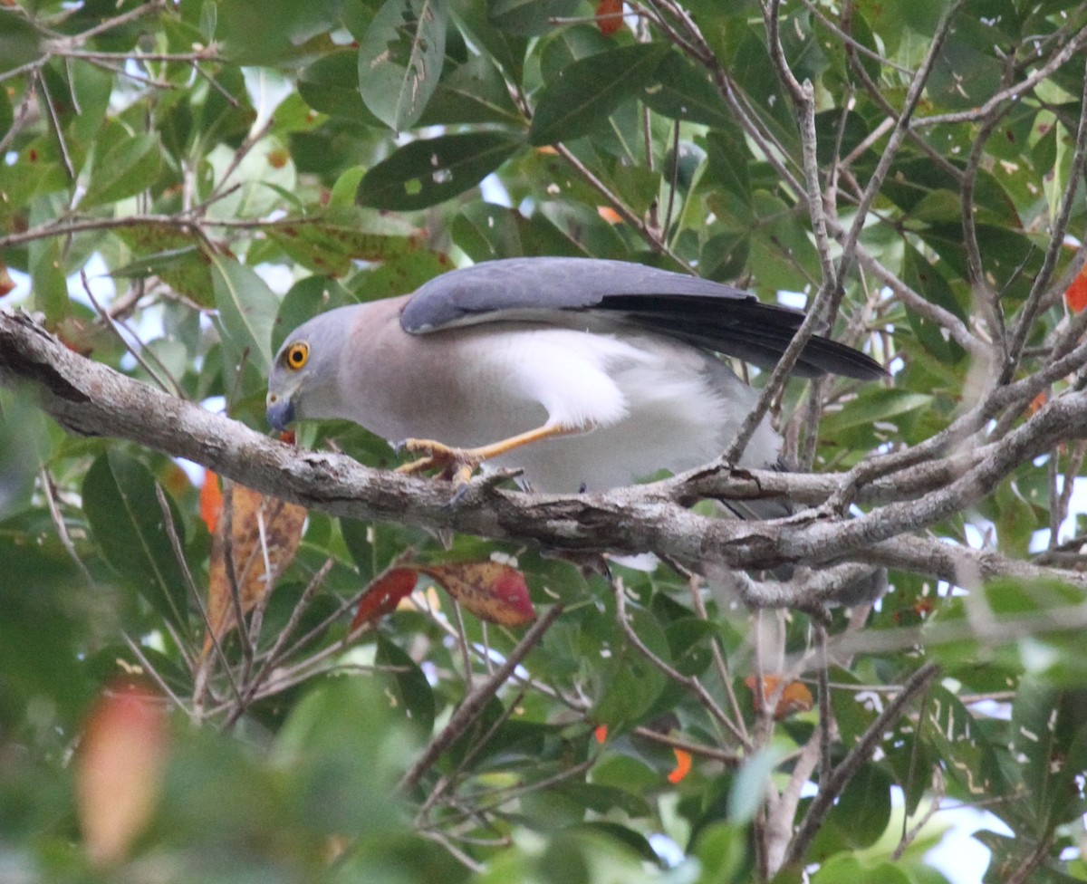 Variable Goshawk - ML63647351