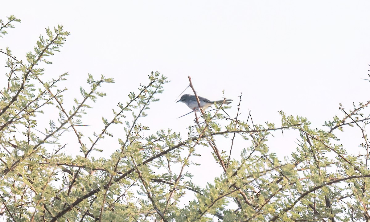 Pale Prinia - ML636473559