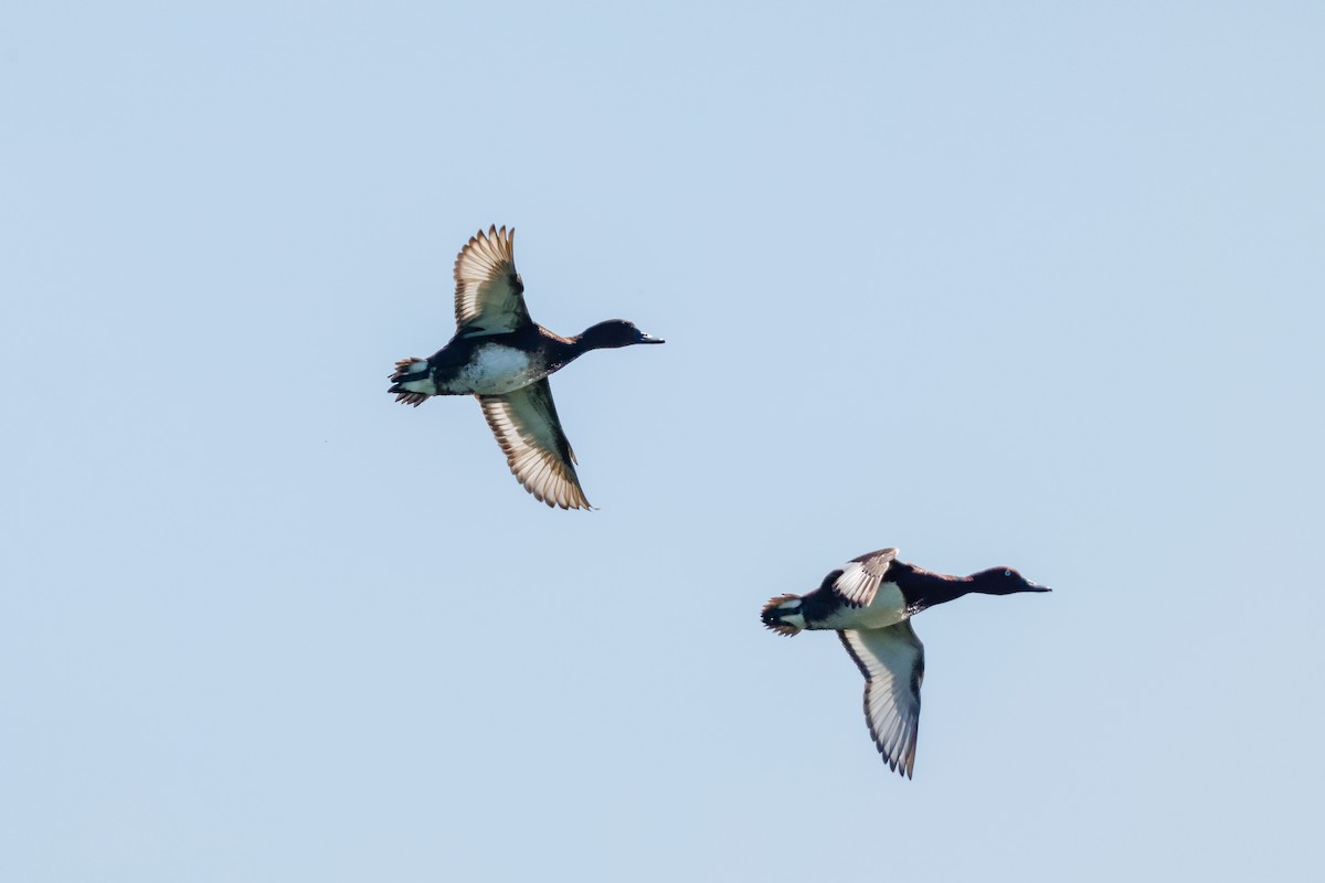 Moretta tabaccata - ML636473565