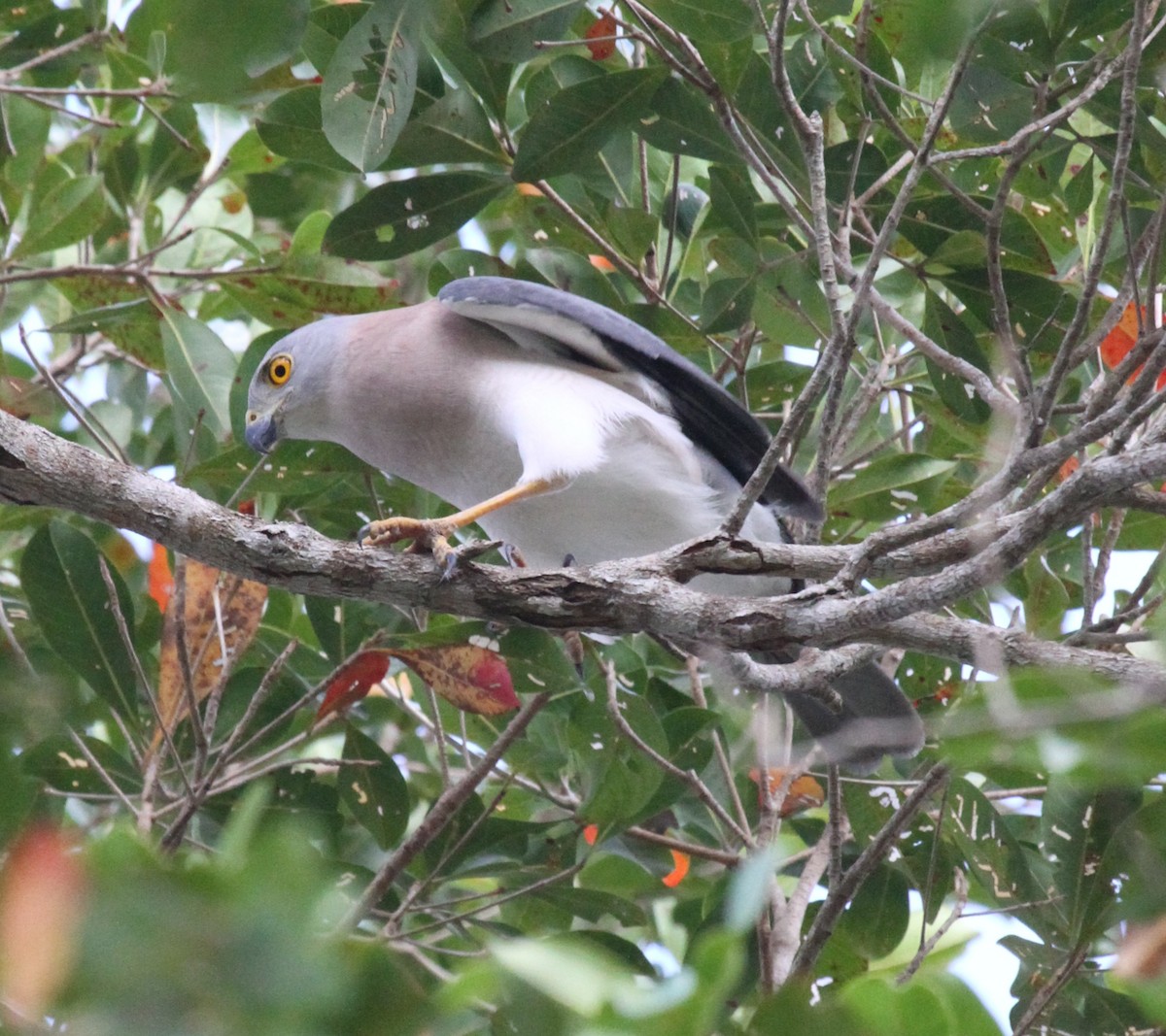 Variable Goshawk - ML63647361