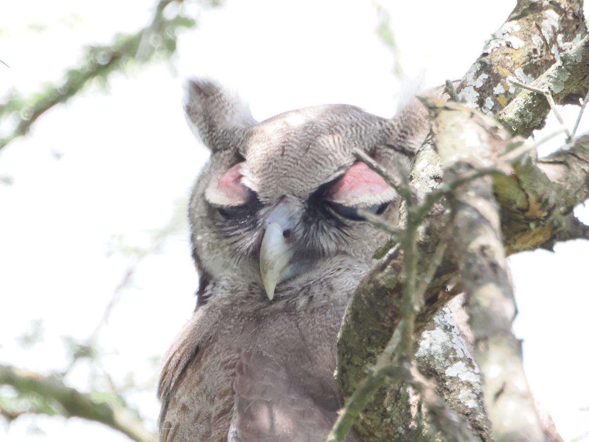 Verreaux's Eagle-Owl - ML636473626
