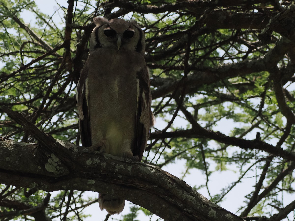 Verreaux's Eagle-Owl - ML636473627