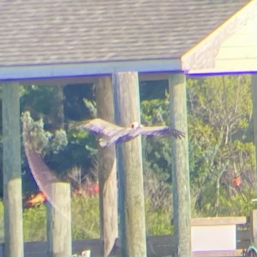 Brown Pelican - ML636473628