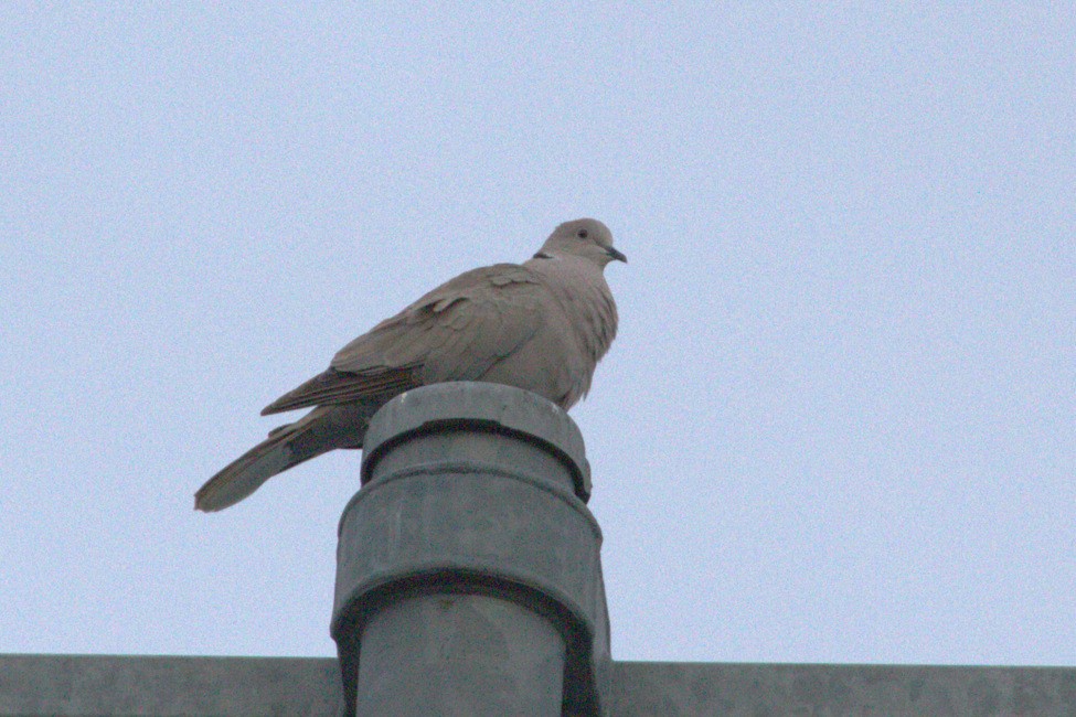 Eurasian Collared-Dove - ML636473653
