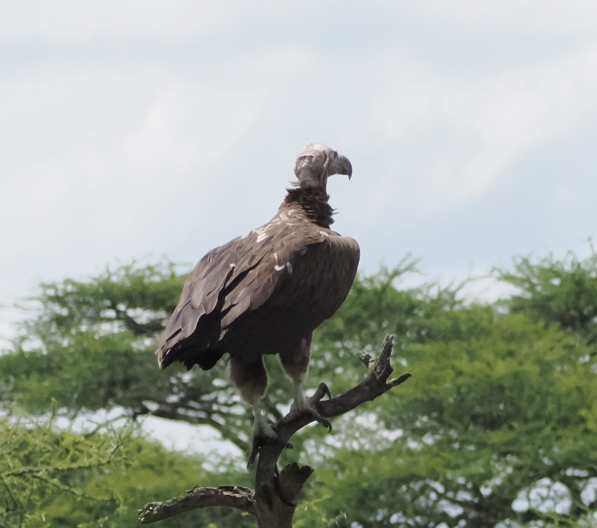Lappet-faced Vulture - ML636473694