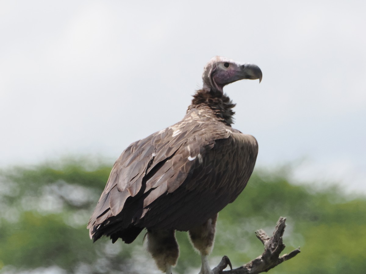 Lappet-faced Vulture - ML636473699