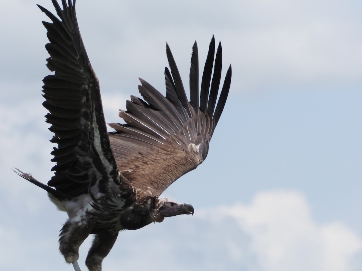 Lappet-faced Vulture - ML636473700