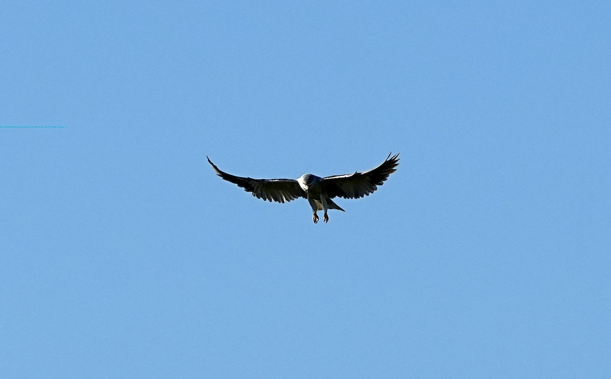 Black-winged Kite - ML636473706